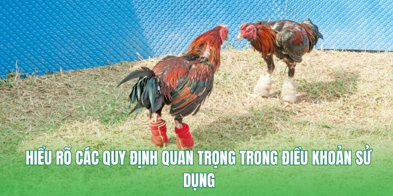                           Sơ lược về điều khoản cơ bản về sử dụng tại nhà cái